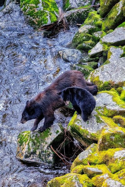 Black Bear adult and Cub-Anan Creek-Wrangell-Alaska-USA